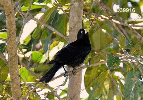 Red-rumped Cacique (Cacicus haemorrhous)